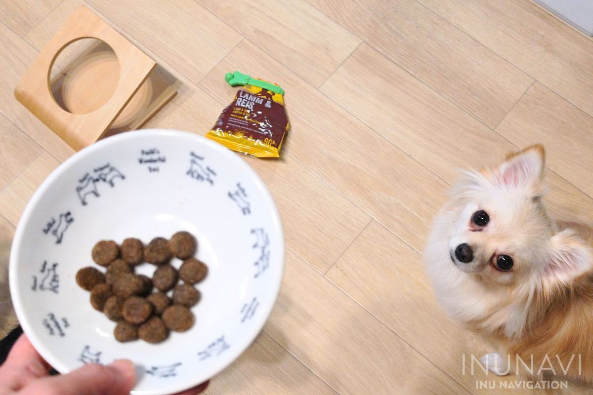 ジョセラ　ドッグフード ラム＆ライスの入った器を見る愛犬